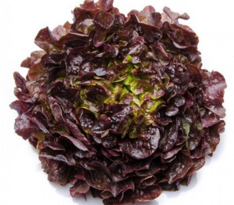 Lechuga de roble