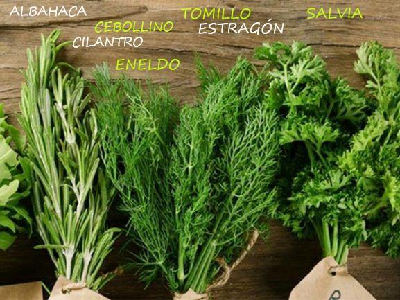 Hierbas Aromáticas Frescas - Frutas Lave