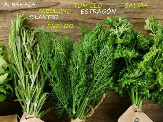 Hierbas Aromáticas Frescas - Frutas Lave